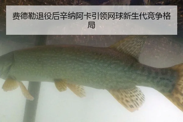 费德勒退役后辛纳阿卡引领网球新生代竞争格局